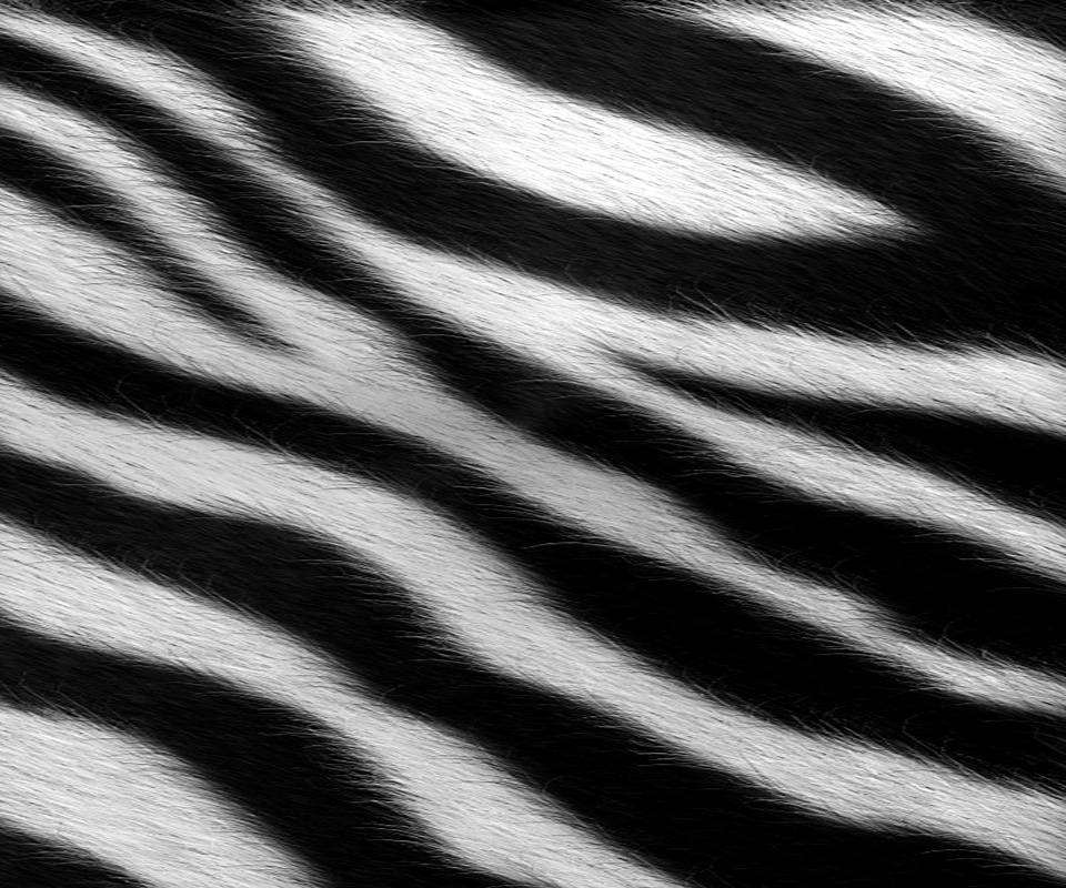 wallpaper zebra. and Static Wallpapers,