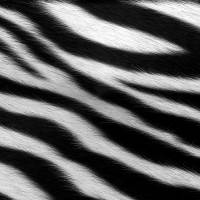 wallpaper_zebra
