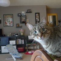 cat