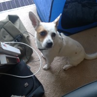 dog