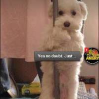 home-puppy
