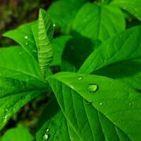 g4_images_6