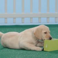 LG-G5-Furry-Friends-unbox