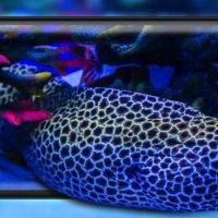 Energizer HARDCASE H550S H