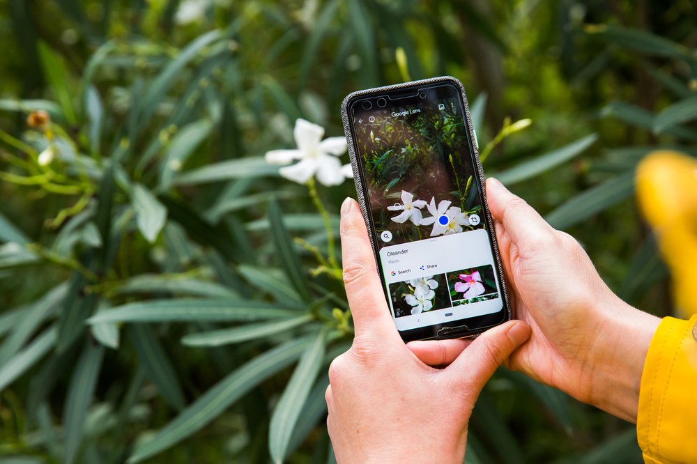 Определить цветок по фотографии с телефона. Распознавание по фото растений. Цветок по фото с телефона из галереи. Google Lens.